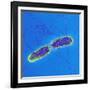 Salmonella Bacteria, SEM-Science Photo Library-Framed Photographic Print