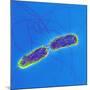 Salmonella Bacteria, SEM-Science Photo Library-Mounted Photographic Print