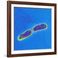 Salmonella Bacteria, SEM-Science Photo Library-Framed Photographic Print