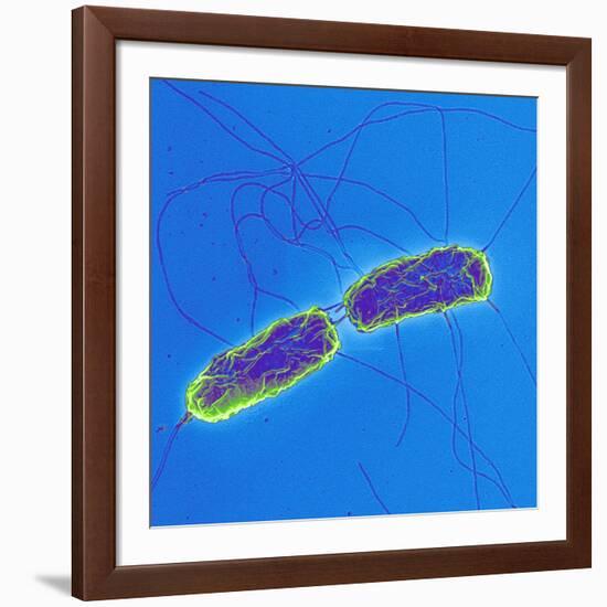 Salmonella Bacteria, SEM-Science Photo Library-Framed Photographic Print