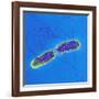 Salmonella Bacteria, SEM-Science Photo Library-Framed Photographic Print