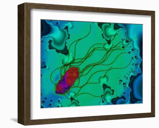 Salmonella Bacterium-Dr. Linda Stannard-Framed Photographic Print