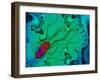 Salmonella Bacterium-Dr. Linda Stannard-Framed Photographic Print