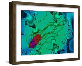 Salmonella Bacterium-Dr. Linda Stannard-Framed Photographic Print