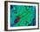 Salmonella Bacterium-Dr. Linda Stannard-Framed Photographic Print