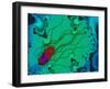 Salmonella Bacterium-Dr. Linda Stannard-Framed Photographic Print