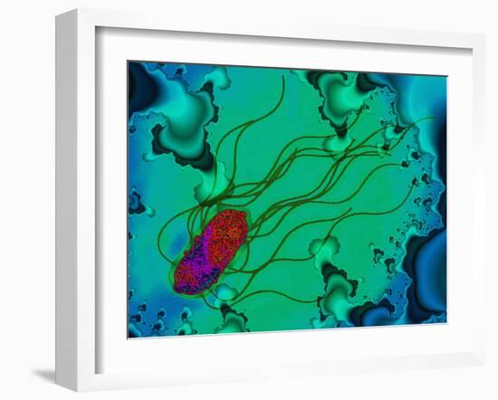 Salmonella Bacterium-Dr. Linda Stannard-Framed Photographic Print