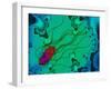 Salmonella Bacterium-Dr. Linda Stannard-Framed Photographic Print