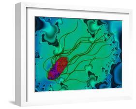 Salmonella Bacterium-Dr. Linda Stannard-Framed Photographic Print