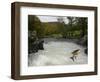 Salomon - Trout Fish (Salmo Sp) Jumping A Waterfall On The Afon Lledr, Betws Y Coed, Wales, October-Graham Eaton-Framed Photographic Print