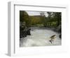 Salomon - Trout Fish (Salmo Sp) Jumping A Waterfall On The Afon Lledr, Betws Y Coed, Wales, October-Graham Eaton-Framed Photographic Print