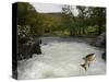 Salomon - Trout Fish (Salmo Sp) Jumping A Waterfall On The Afon Lledr, Betws Y Coed, Wales, October-Graham Eaton-Stretched Canvas