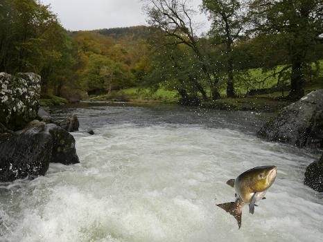 Salomon - Trout Fish (Salmo Sp) Jumping A Waterfall On The Afon Lledr,  Betws Y Coed, Wales, October' Photographic Print - Graham Eaton |  AllPosters.com