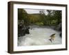 Salomon - Trout Fish (Salmo Sp) Jumping A Waterfall On The Afon Lledr, Betws Y Coed, Wales, October-Graham Eaton-Framed Photographic Print