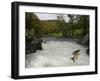 Salomon - Trout Fish (Salmo Sp) Jumping A Waterfall On The Afon Lledr, Betws Y Coed, Wales, October-Graham Eaton-Framed Photographic Print