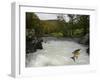 Salomon - Trout Fish (Salmo Sp) Jumping A Waterfall On The Afon Lledr, Betws Y Coed, Wales, October-Graham Eaton-Framed Photographic Print