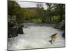 Salomon - Trout Fish (Salmo Sp) Jumping A Waterfall On The Afon Lledr, Betws Y Coed, Wales, October-Graham Eaton-Mounted Photographic Print