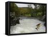 Salomon - Trout Fish (Salmo Sp) Jumping A Waterfall On The Afon Lledr, Betws Y Coed, Wales, October-Graham Eaton-Framed Stretched Canvas