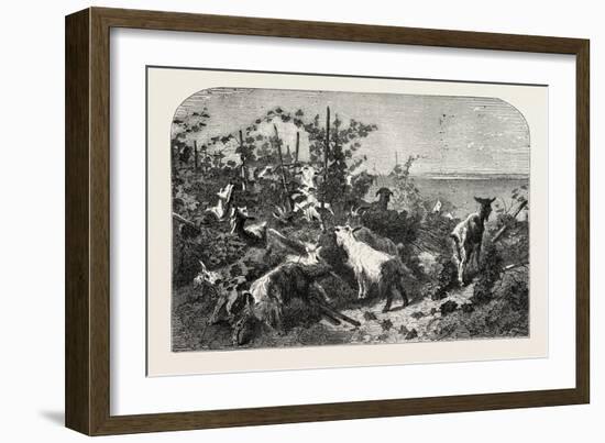 Salon of 1855, Goats, 1855-Filippo Palizzi-Framed Giclee Print