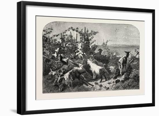 Salon of 1855, Goats, 1855-Filippo Palizzi-Framed Giclee Print