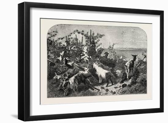 Salon of 1855, Goats, 1855-Filippo Palizzi-Framed Premium Giclee Print