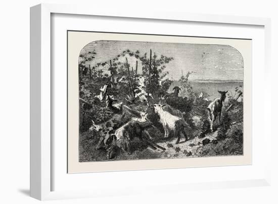 Salon of 1855, Goats, 1855-Filippo Palizzi-Framed Premium Giclee Print