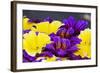 Salpiglossis Flowers in Full Bloom-Terry Eggers-Framed Photographic Print