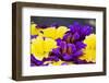 Salpiglossis Flowers in Full Bloom-Terry Eggers-Framed Photographic Print