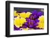 Salpiglossis Flowers in Full Bloom-Terry Eggers-Framed Photographic Print