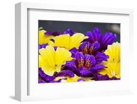 Salpiglossis Flowers in Full Bloom-Terry Eggers-Framed Photographic Print