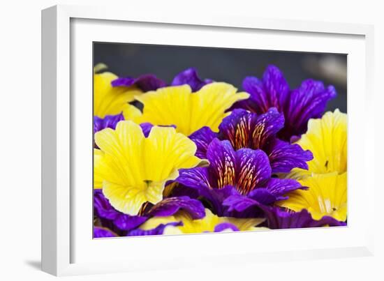 Salpiglossis Flowers in Full Bloom-Terry Eggers-Framed Photographic Print