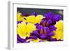 Salpiglossis Flowers in Full Bloom-Terry Eggers-Framed Photographic Print