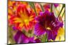 Salpiglossis Flowers in Full Bloom-Terry Eggers-Mounted Photographic Print