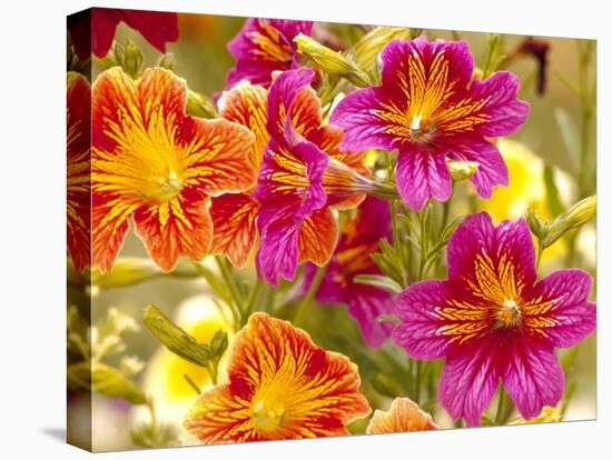Salpiglossis-Painted Tongue, Seattle, Washington, USA-Terry Eggers-Stretched Canvas