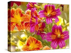 Salpiglossis-Painted Tongue, Seattle, Washington, USA-Terry Eggers-Stretched Canvas