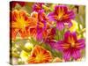 Salpiglossis-Painted Tongue, Seattle, Washington, USA-Terry Eggers-Stretched Canvas