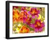 Salpiglossis-Painted Tongue, Seattle, Washington, USA-Terry Eggers-Framed Premium Photographic Print