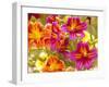 Salpiglossis-Painted Tongue, Seattle, Washington, USA-Terry Eggers-Framed Premium Photographic Print