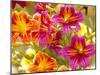 Salpiglossis-Painted Tongue, Seattle, Washington, USA-Terry Eggers-Mounted Premium Photographic Print