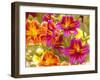 Salpiglossis-Painted Tongue, Seattle, Washington, USA-Terry Eggers-Framed Photographic Print