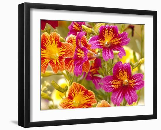 Salpiglossis-Painted Tongue, Seattle, Washington, USA-Terry Eggers-Framed Photographic Print