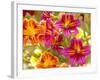 Salpiglossis-Painted Tongue, Seattle, Washington, USA-Terry Eggers-Framed Photographic Print