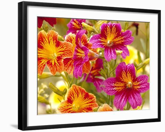 Salpiglossis-Painted Tongue, Seattle, Washington, USA-Terry Eggers-Framed Photographic Print