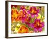 Salpiglossis-Painted Tongue, Seattle, Washington, USA-Terry Eggers-Framed Photographic Print