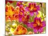 Salpiglossis-Painted Tongue, Seattle, Washington, USA-Terry Eggers-Mounted Photographic Print