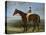Salpinctes, a Race Horse-Harry Hall-Stretched Canvas