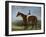 Salpinctes, a Race Horse-Harry Hall-Framed Giclee Print