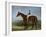 Salpinctes, a Race Horse-Harry Hall-Framed Giclee Print