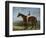 Salpinctes, a Race Horse-Harry Hall-Framed Premium Giclee Print