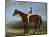 Salpinctes, a Race Horse-Harry Hall-Mounted Premium Giclee Print